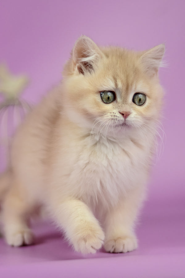 Xena | British Shorthair Kitten