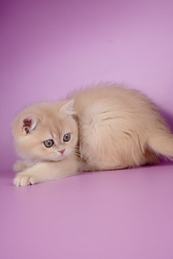 Xena | British Shorthair Kitten