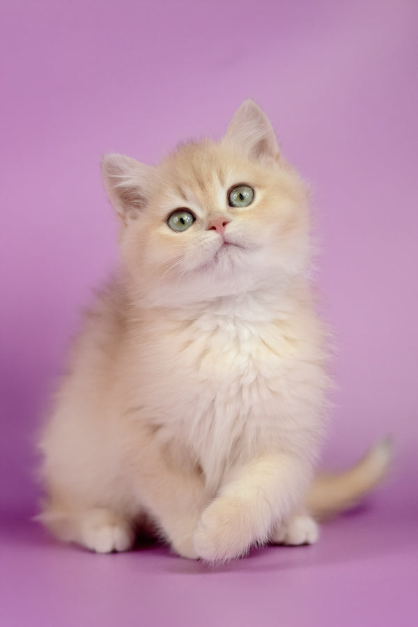 Xena | British Shorthair Kitten