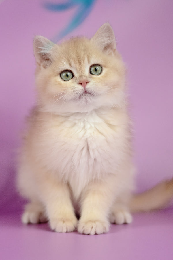 Xena | British Shorthair Kitten