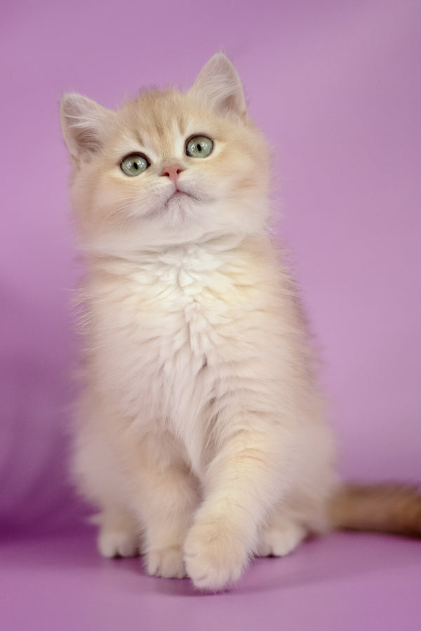 Xena | British Shorthair Kitten
