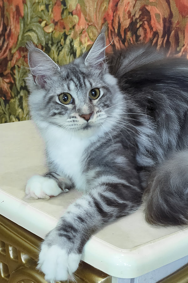 Xena | Maine Coon Kitten