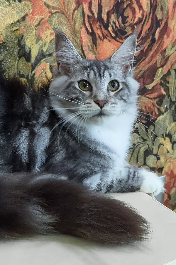 Xena | Maine Coon Kitten