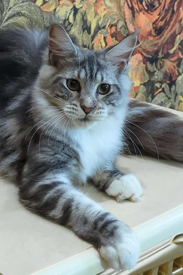 Xena | Maine Coon Kitten