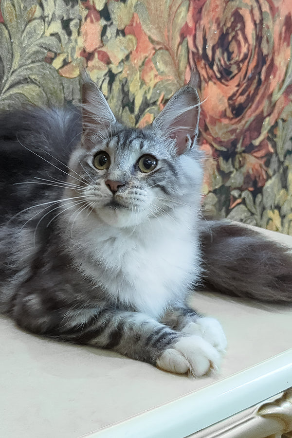 Xena | Maine Coon Kitten