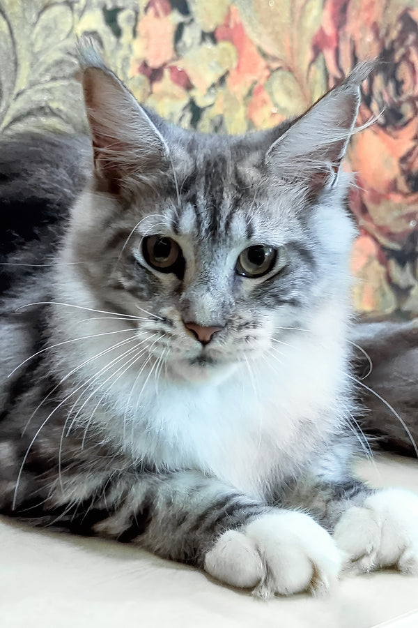 Xena | Maine Coon Kitten