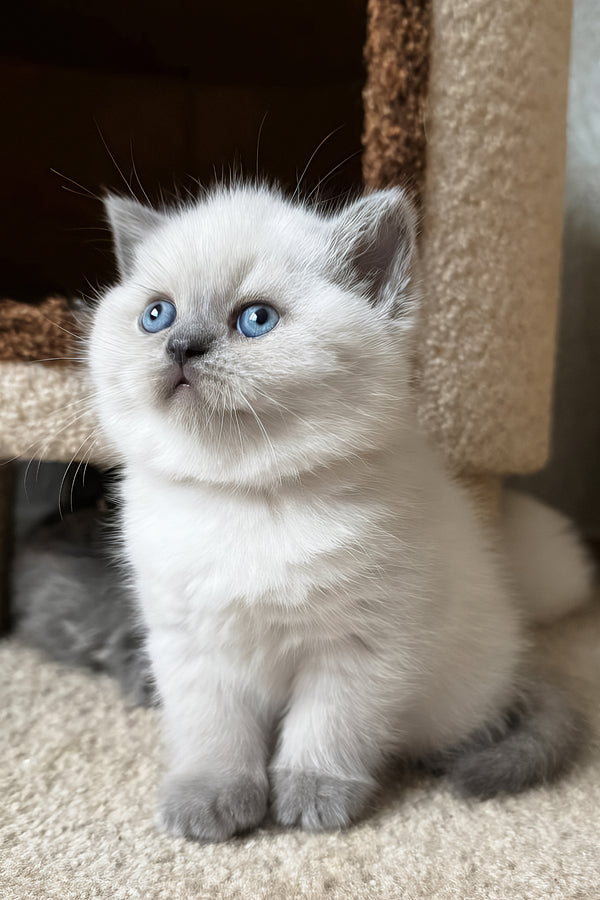 Xena | Scottish Straight Kitten