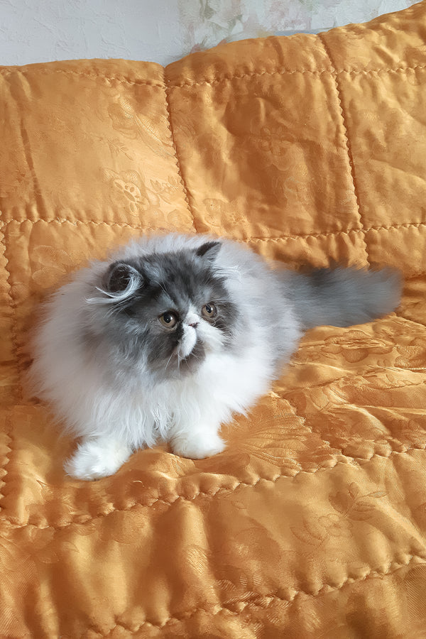 Xenia | Persian Kitten