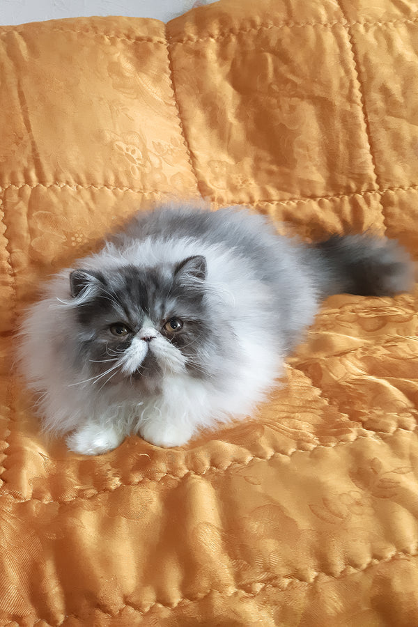 Xenia | Persian Kitten