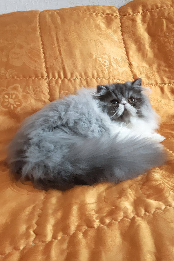 Xenia | Persian Kitten