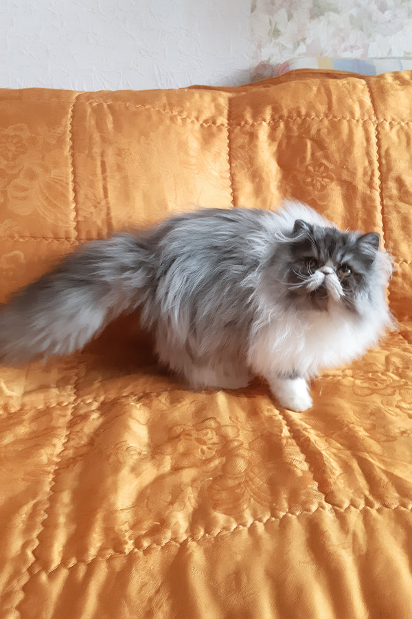 Xenia | Persian Kitten