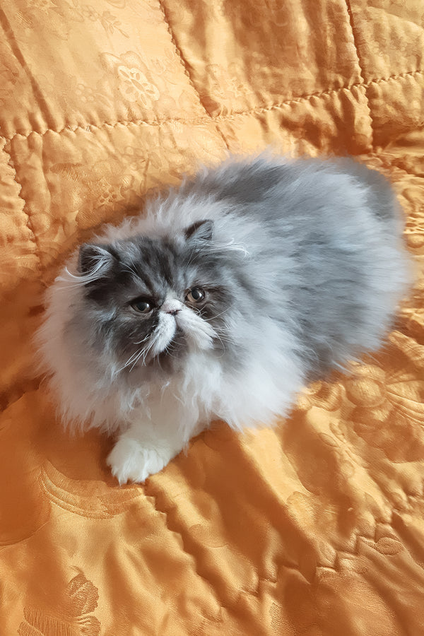 Xenia | Persian Kitten