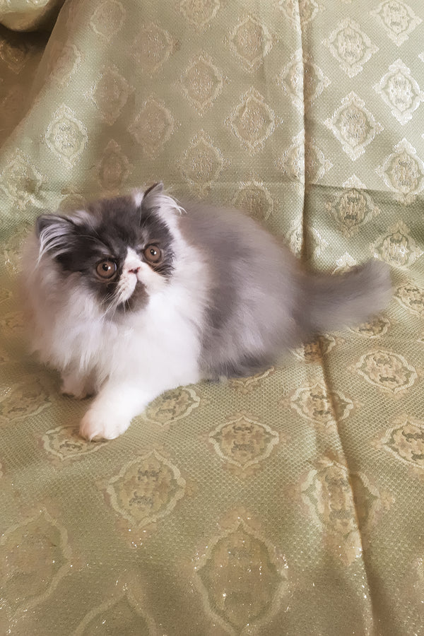 Xenia | Persian Kitten
