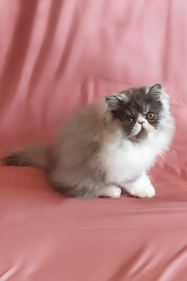 Xenia | Persian Kitten