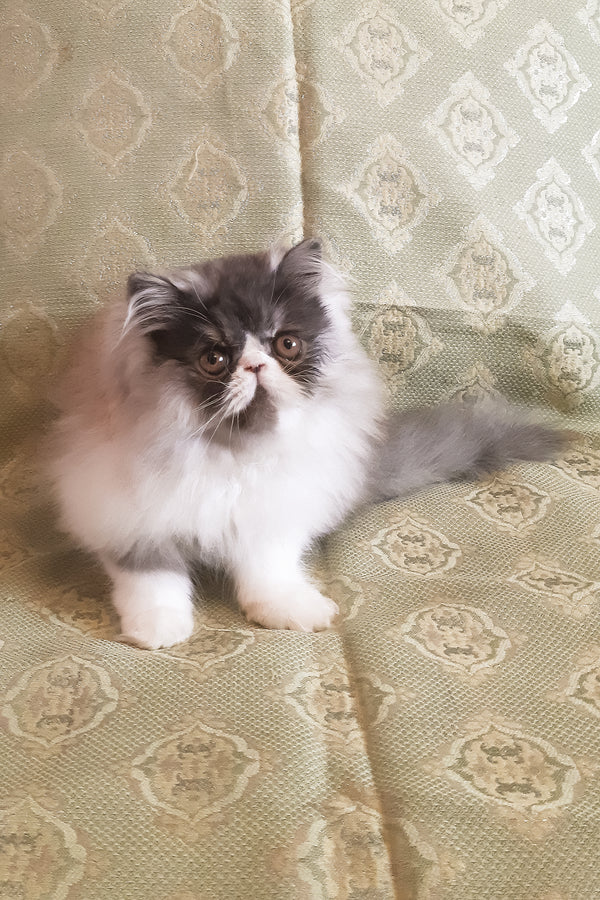 Xenia | Persian Kitten