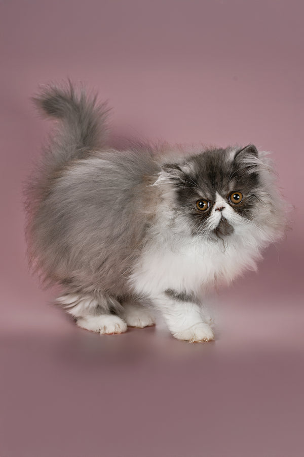 Xenia | Persian Kitten