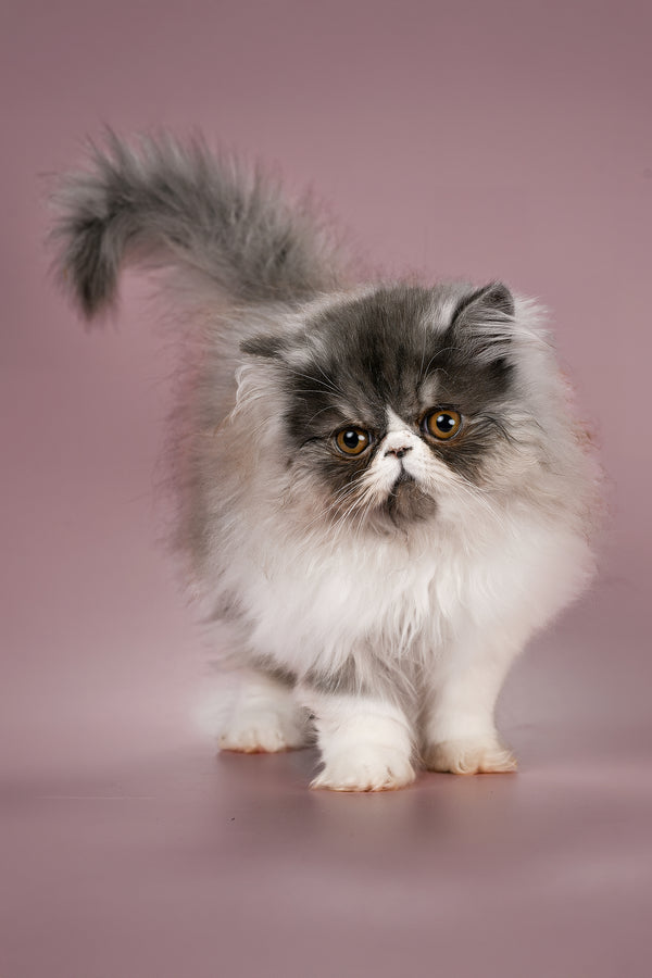 Xenia | Persian Kitten