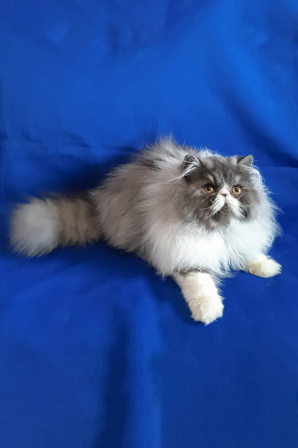 Xenia | Persian Kitten