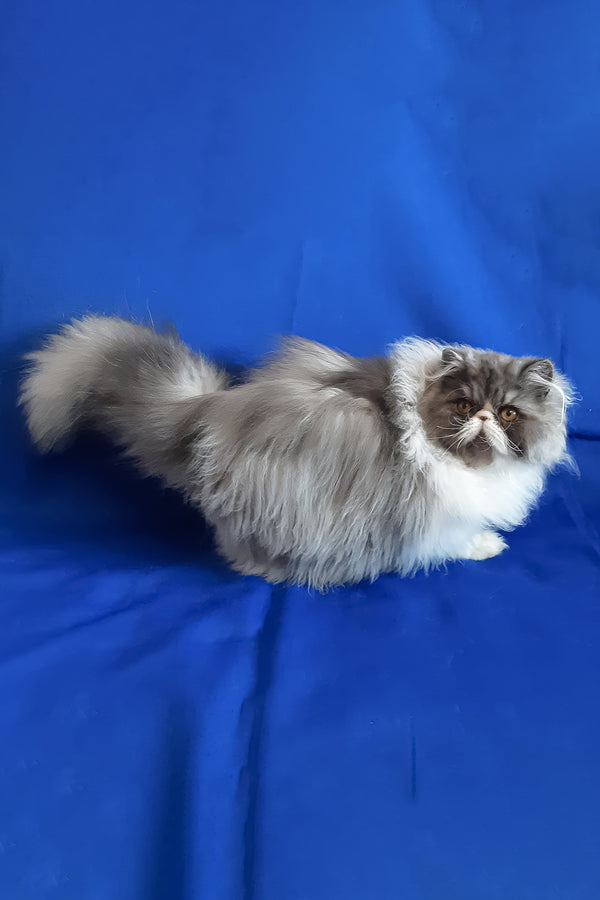 Xenia | Persian Kitten