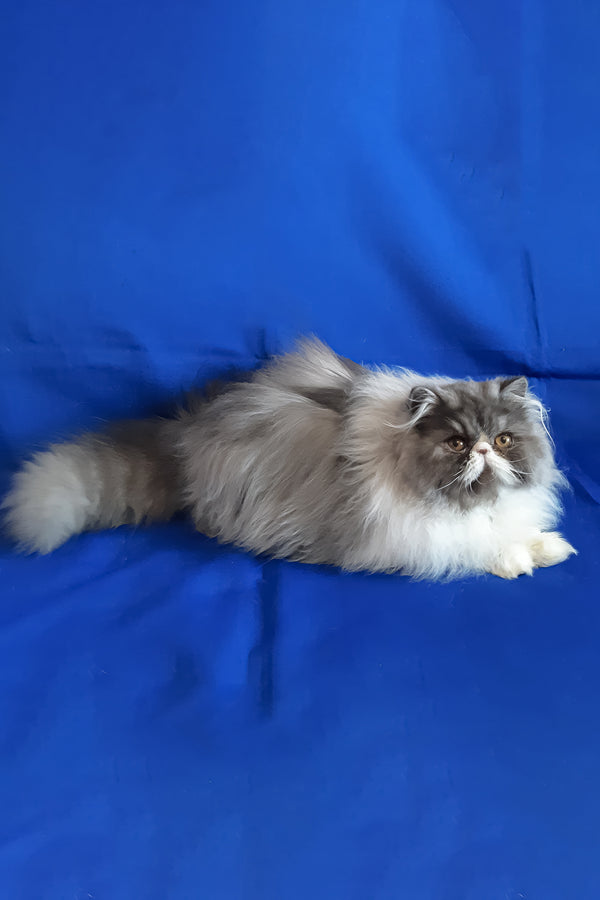 Xenia | Persian Kitten