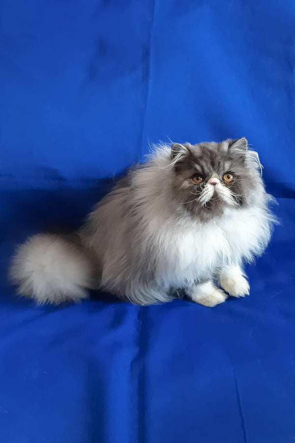 Xenia | Persian Kitten