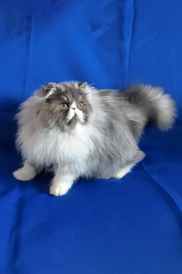 Xenia | Persian Kitten
