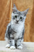 Xenia | Maine Coon Kitten