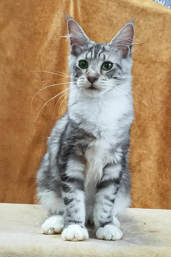 Xenia | Maine Coon Kitten