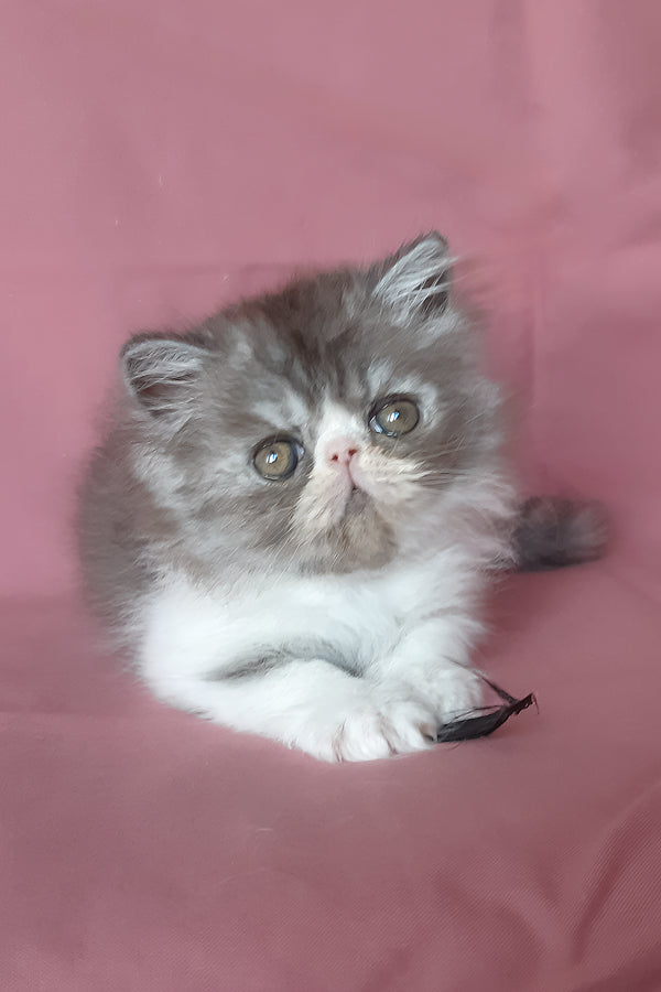 Xenia | Persian Kitten