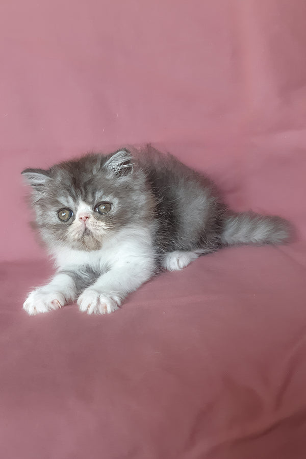 Xenia | Persian Kitten