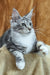 Xenia | Maine Coon Kitten