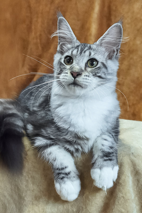 Xenia | Maine Coon Kitten