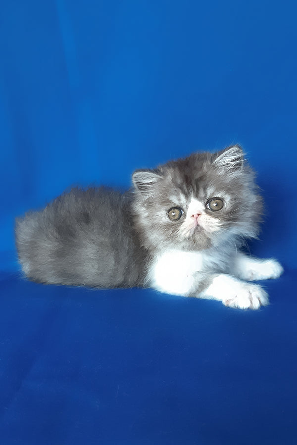 Xenia | Persian Kitten