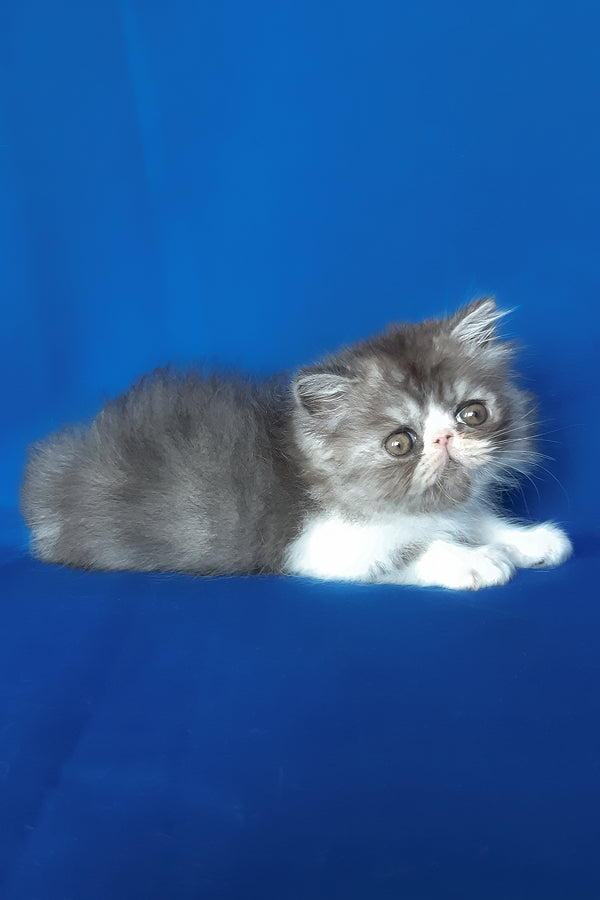 Xenia | Persian Kitten