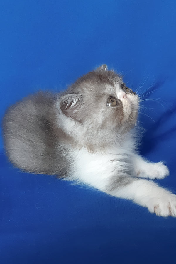 Xenia | Persian Kitten
