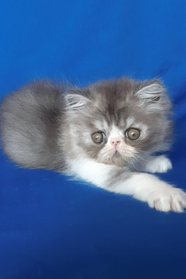 Xenia | Persian Kitten