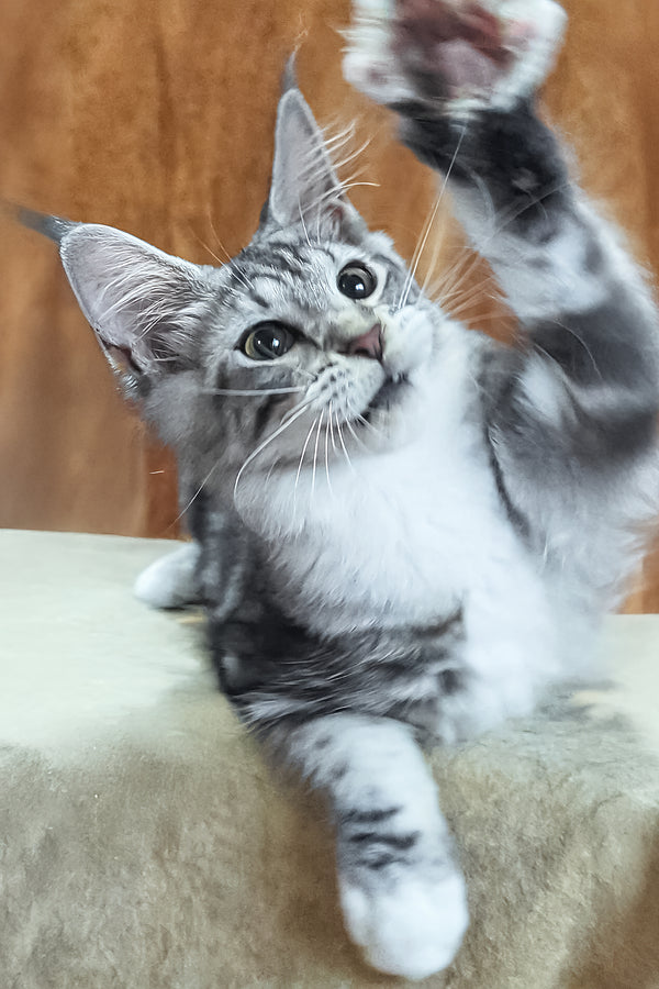 Xenia | Maine Coon Kitten