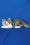 Xenia | Persian Kitten