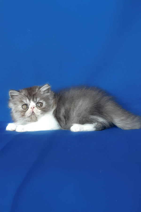 Xenia | Persian Kitten