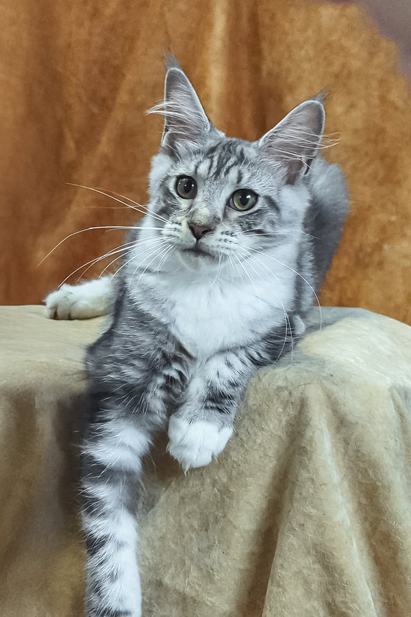 Xenia | Maine Coon Kitten