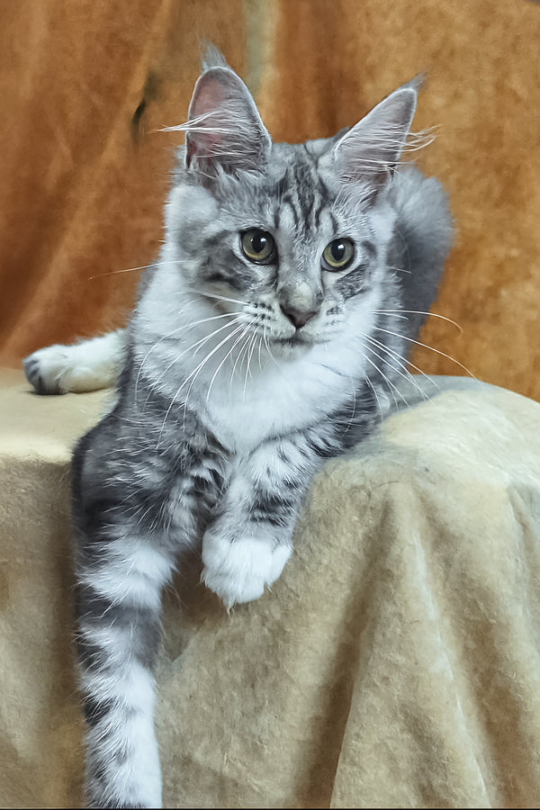 Xenia | Maine Coon Kitten