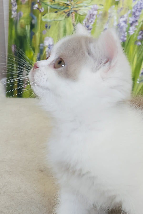 Xenon | British Shorthair Kitten