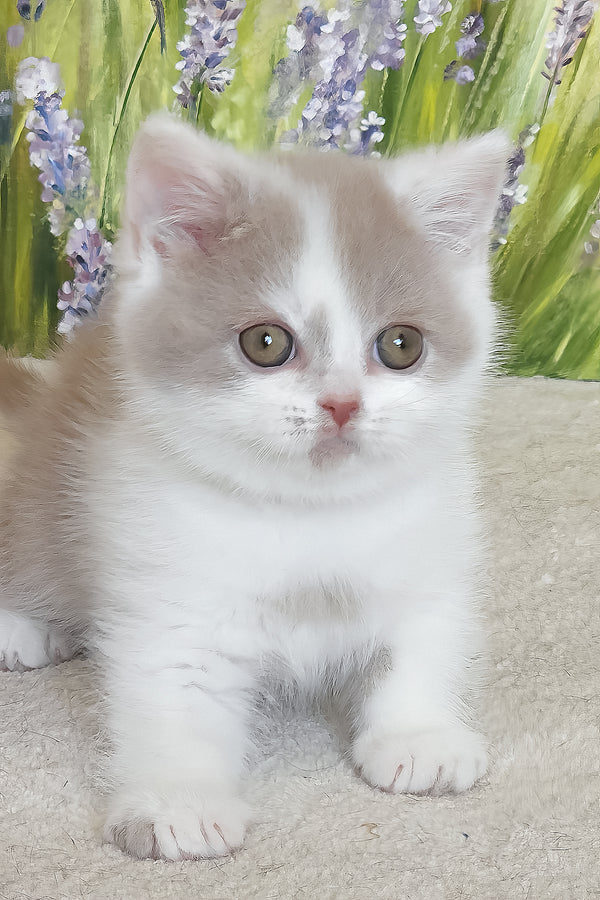 Xenon | British Shorthair Kitten