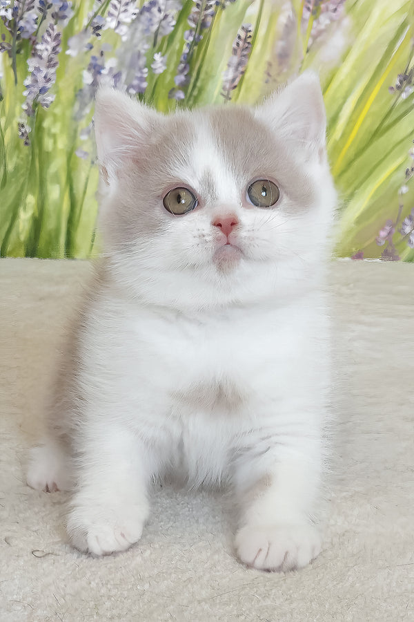 Xenon | British Shorthair Kitten