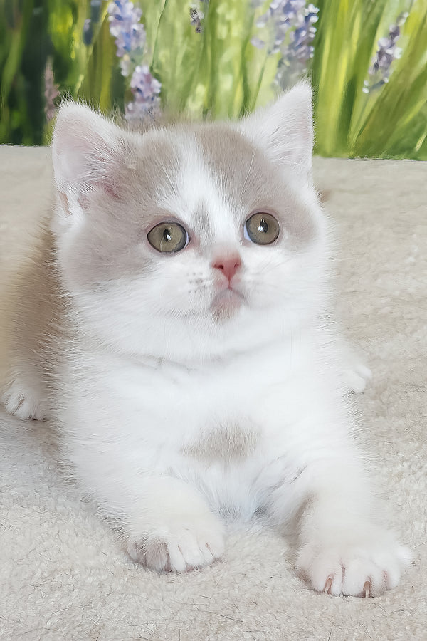 Xenon | British Shorthair Kitten