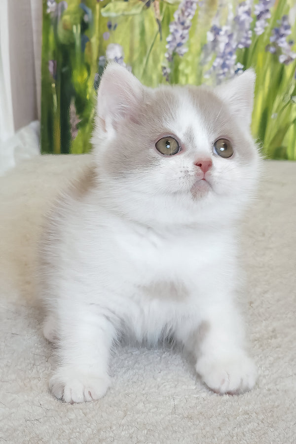 Xenon | British Shorthair Kitten