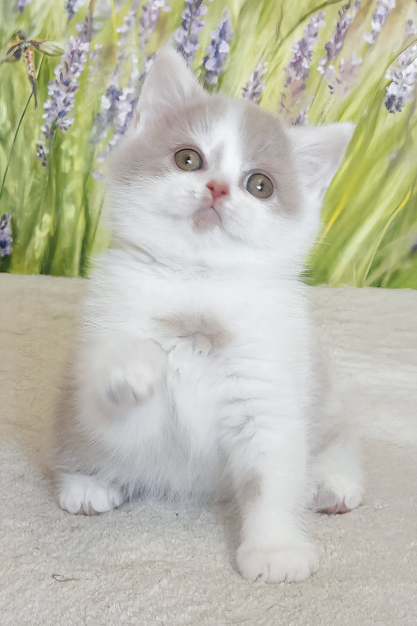 Xenon | British Shorthair Kitten