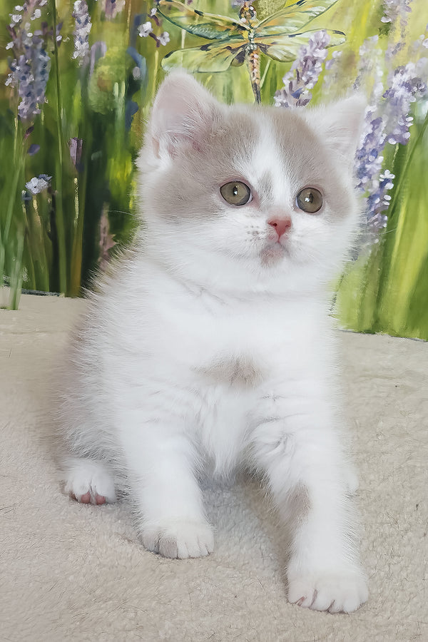 Xenon | British Shorthair Kitten