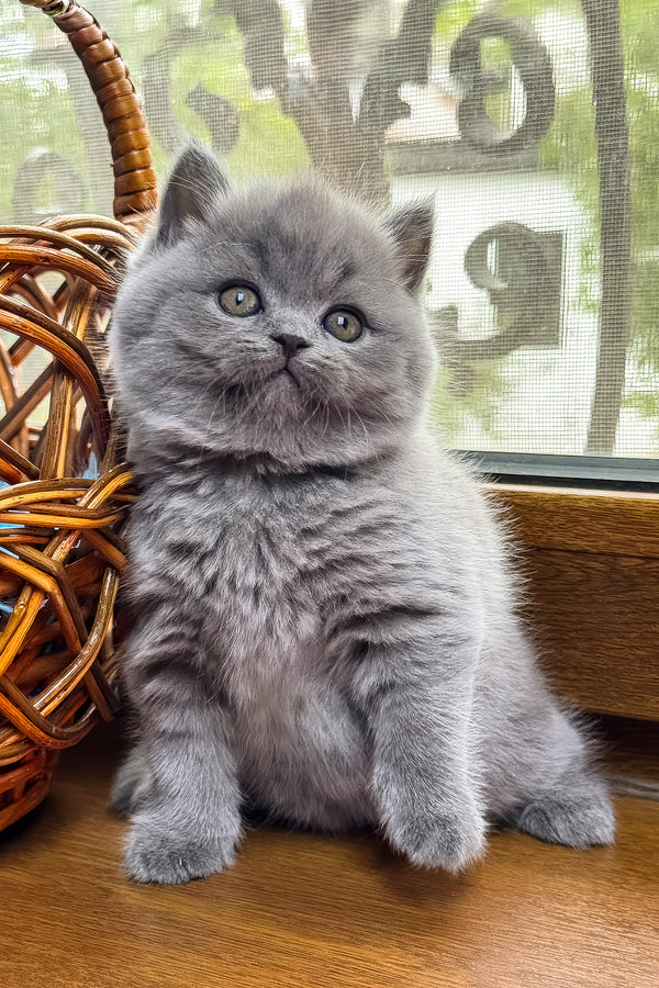Xenon | British Shorthair Kitten