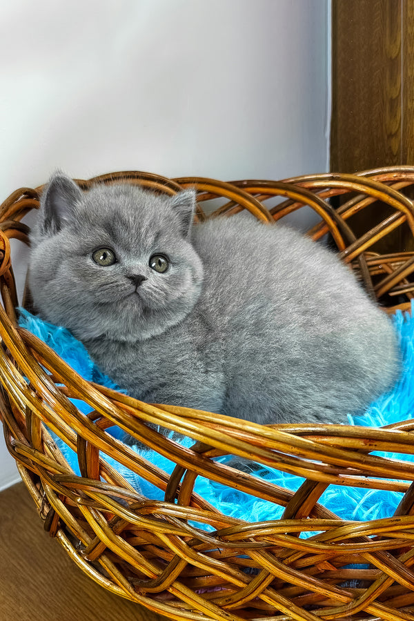 Xenon | British Shorthair Kitten
